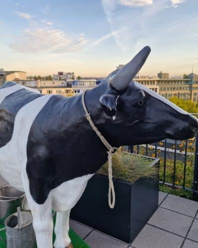 Melkkuh Kuh Wett melken