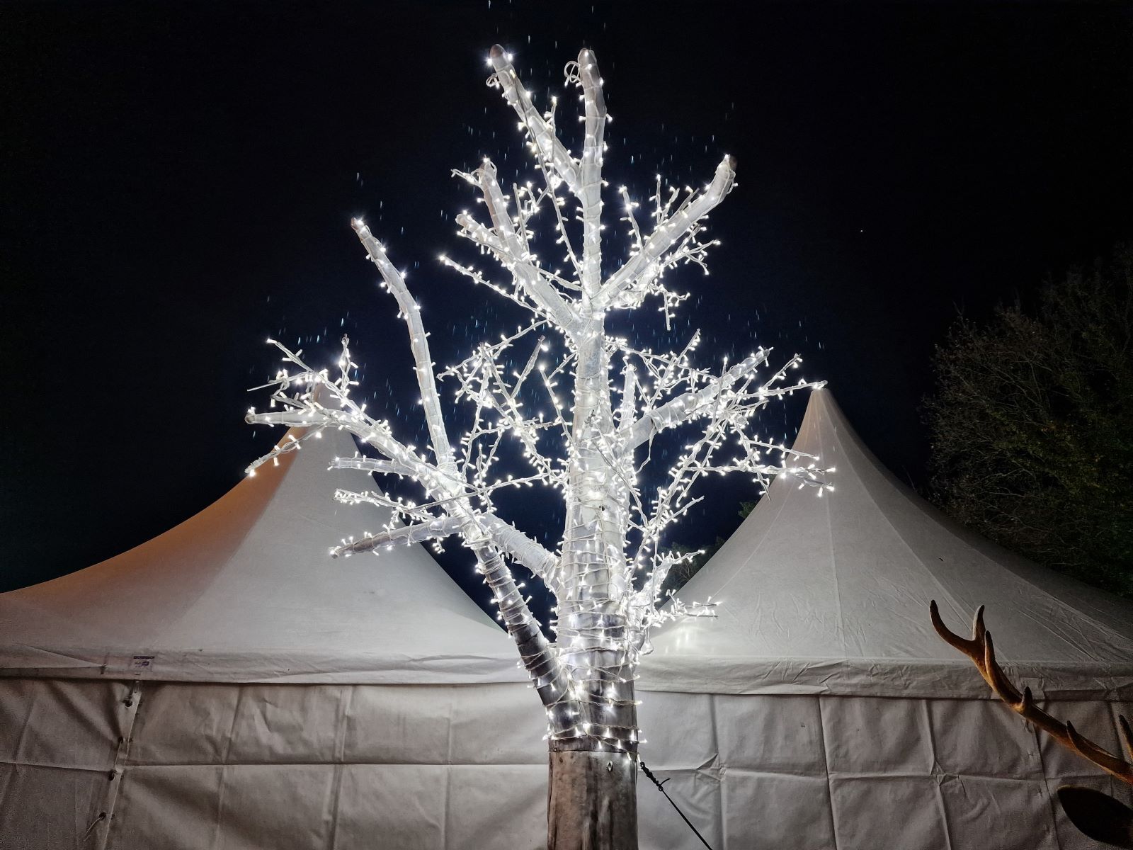 Licht Baum ∗ No.2 – Bild 3