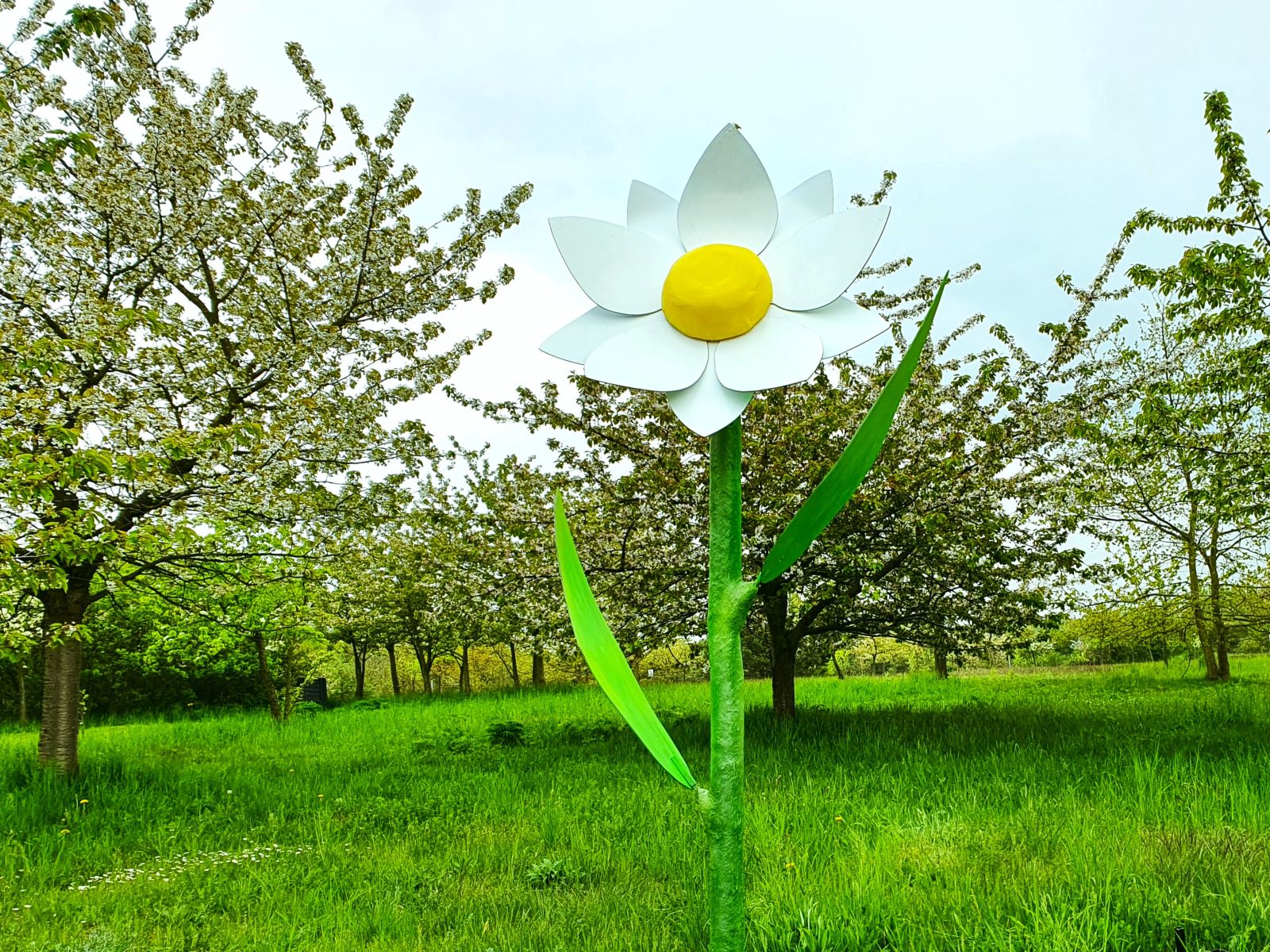 Blume XXL Margerite ∗ No.15 – Bild 5