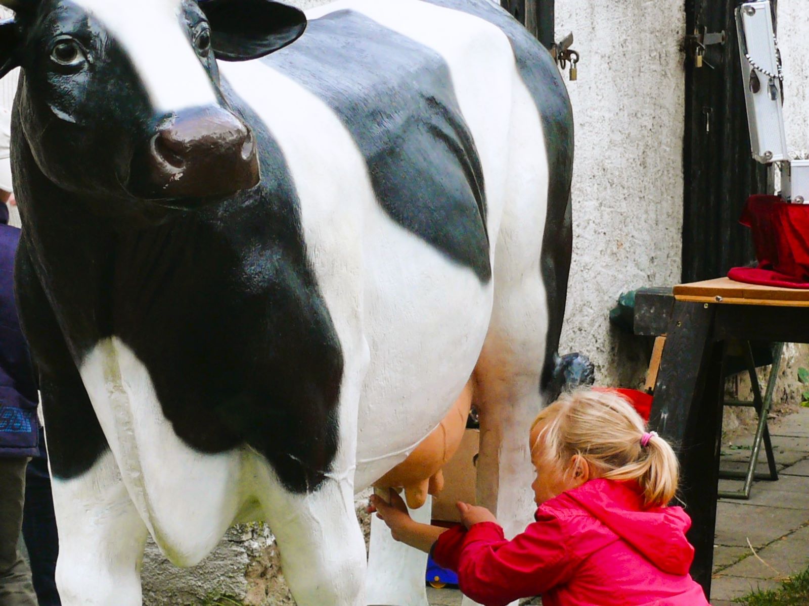 Kuh - Wettmelken – Bild 4