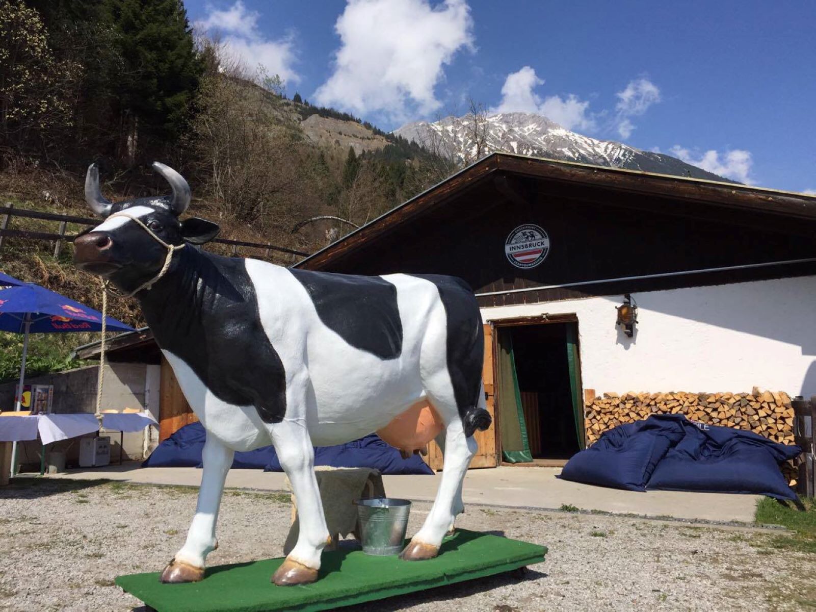 Kuh wett melken mieten