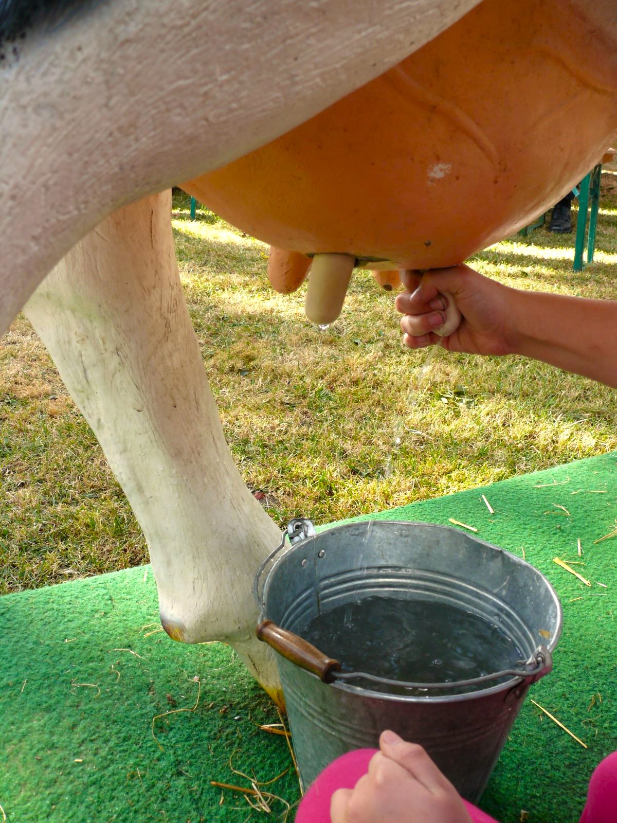 Kuh - Wettmelken – Bild 2