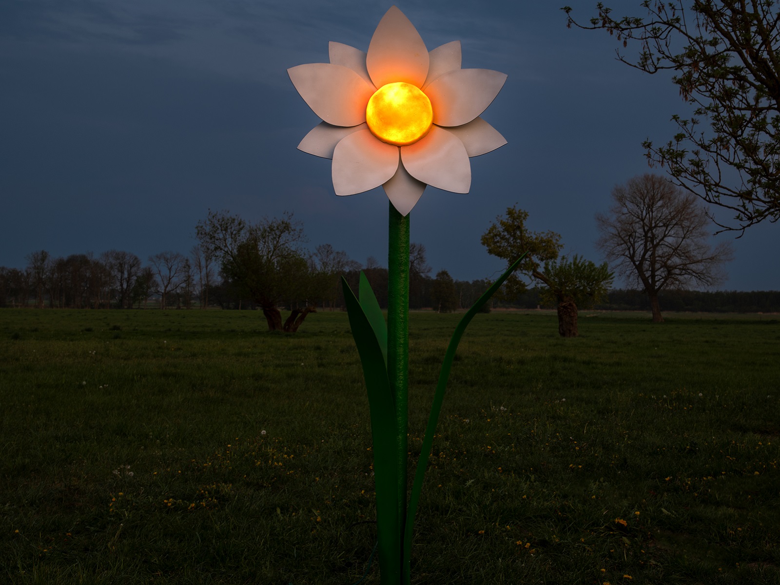 Blume XXL Margerite ∗ No.15 – Bild 2