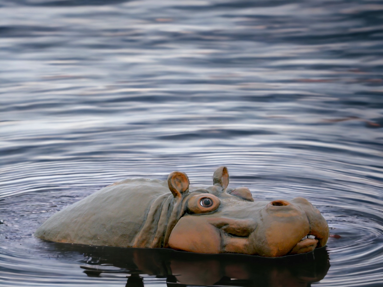Nilpferd – Bild 2