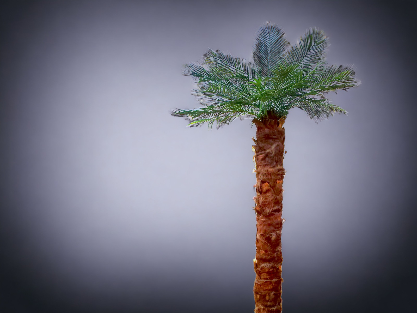 Palme - Dattelpalme 3m ∗ No.2