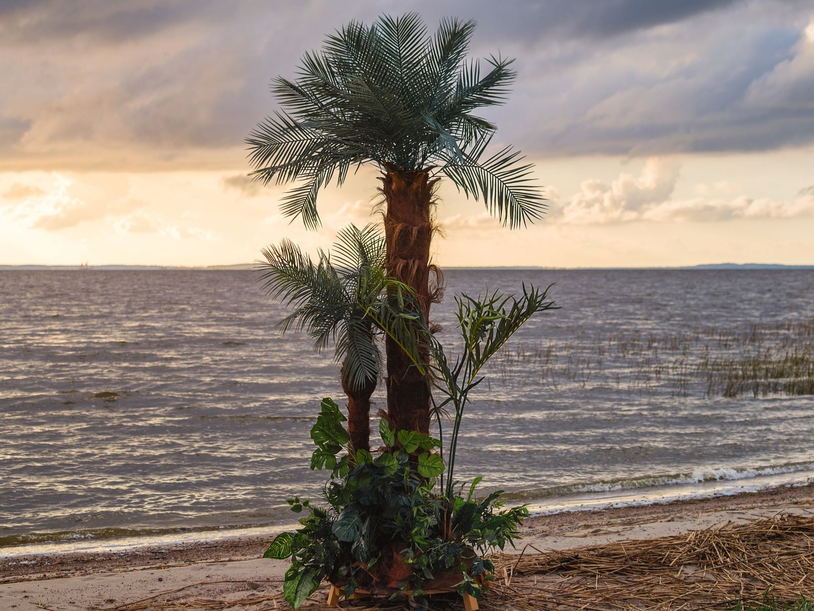 Palmen Oase - Palmen Arrangement ∗ No.1