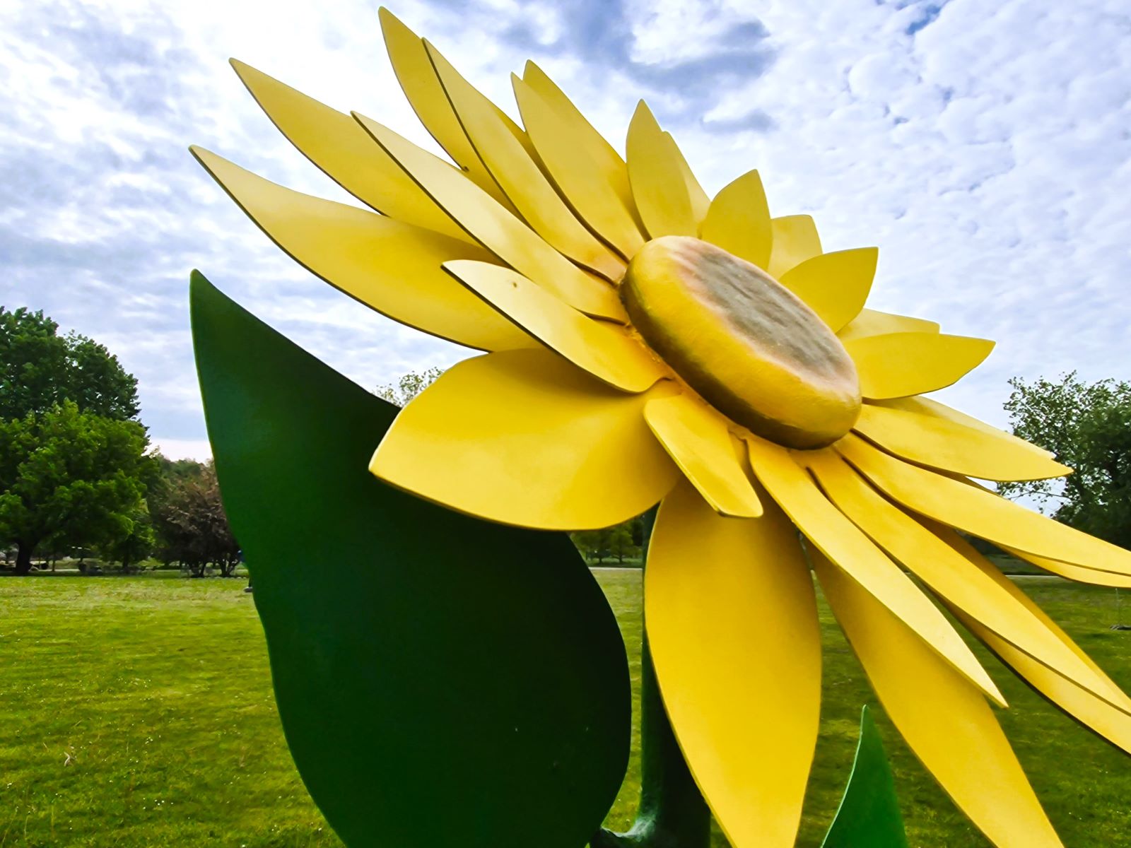 Sonnenblume XXL - Riesenblume ∗ No.19 – Bild 2