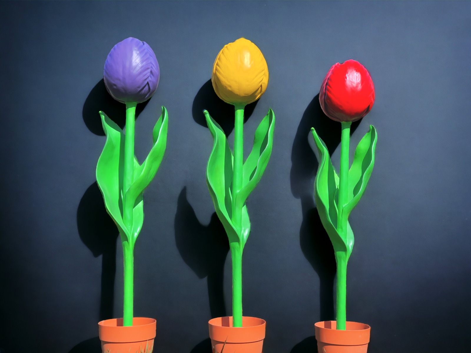 Tulpen XXL - Riesenblume ∗ No.22