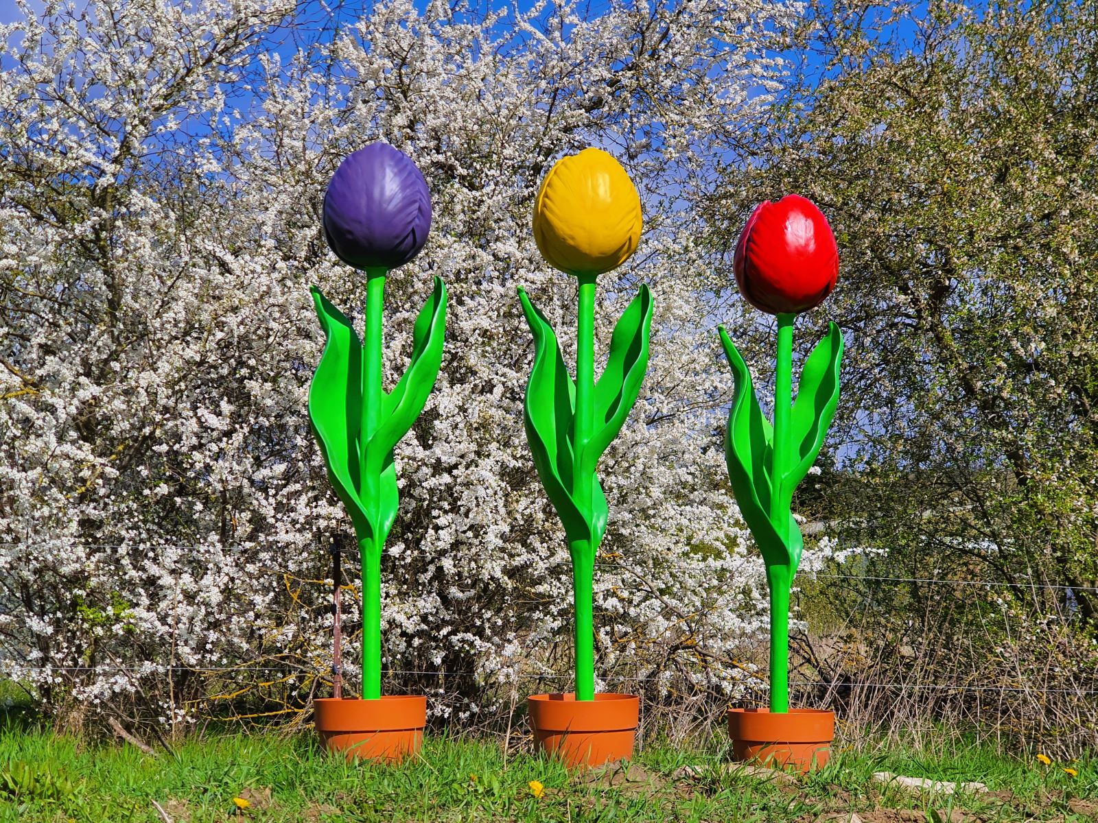 Tulpen XXL - Riesenblume ∗ No.22 – Bild 4