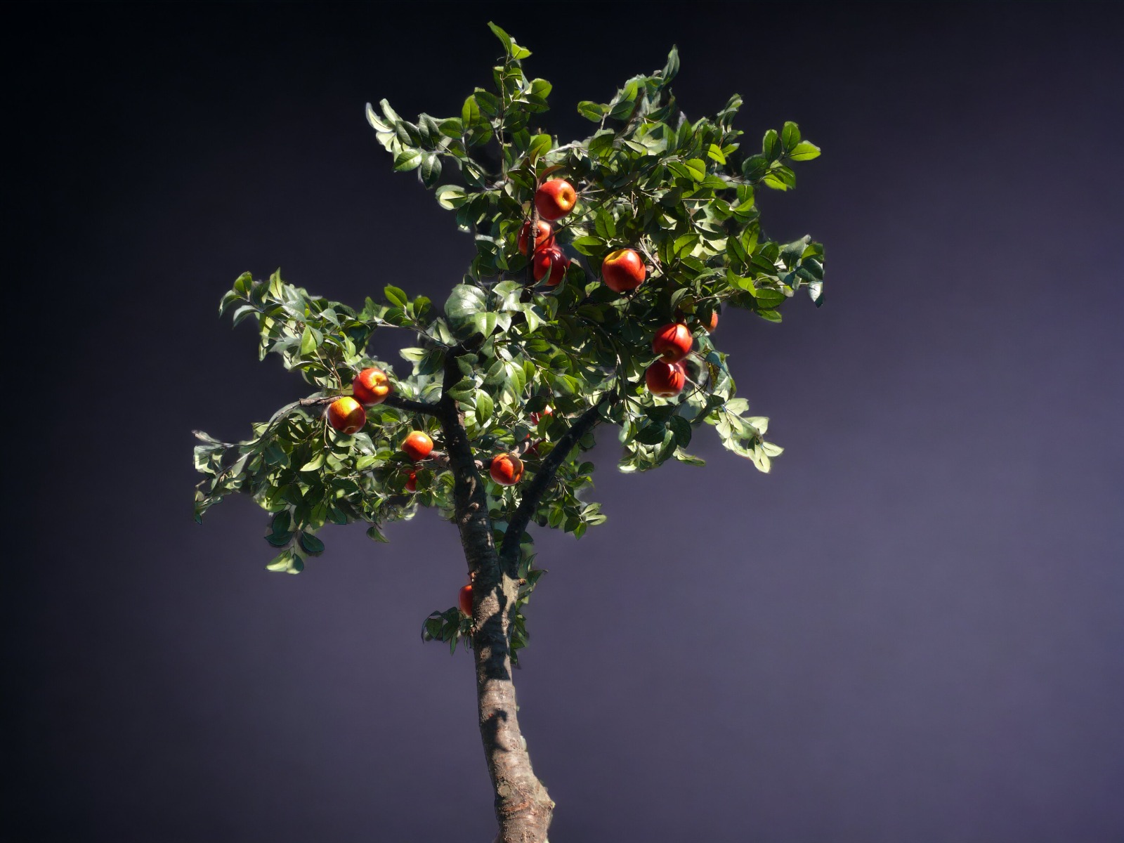 Apfelbaum - Baum ∗ No.7 – Bild 2