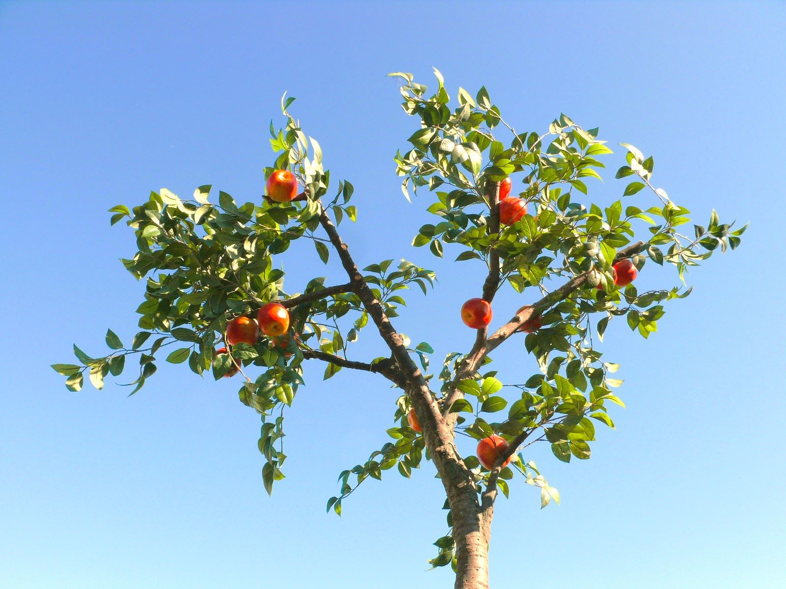 Apfelbaum - Baum ∗ No.7