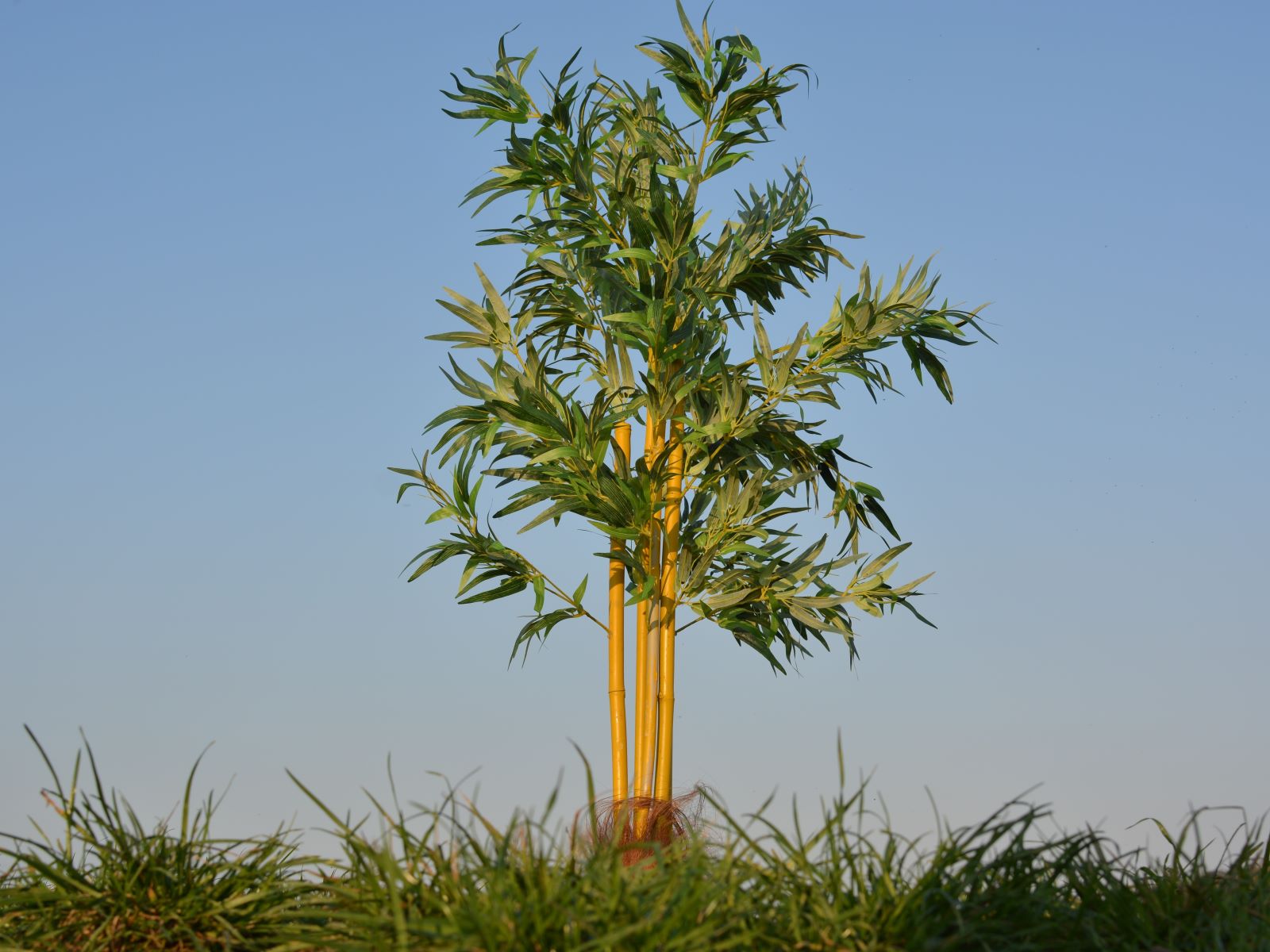 Bambus Pflanze ∗ No.1