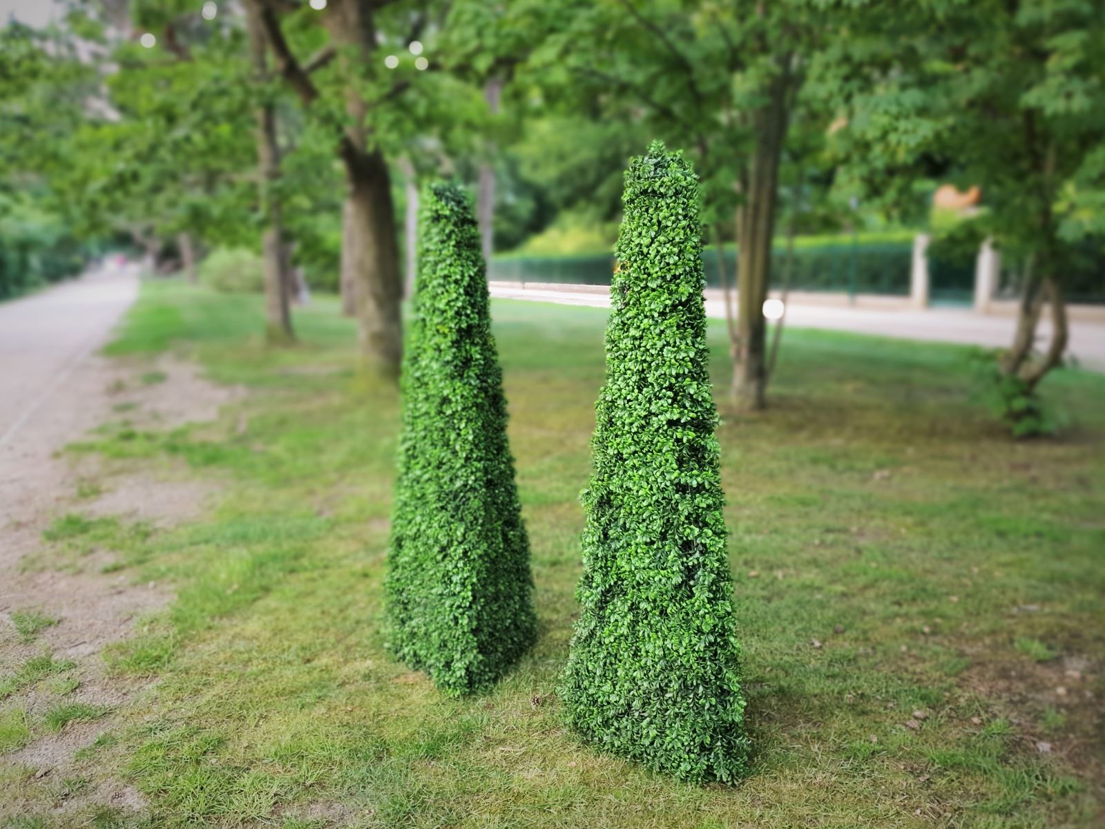 Buchsbaum - Pyramide ∗ No.2