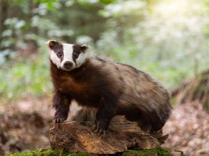 Tierpräparat Dachs