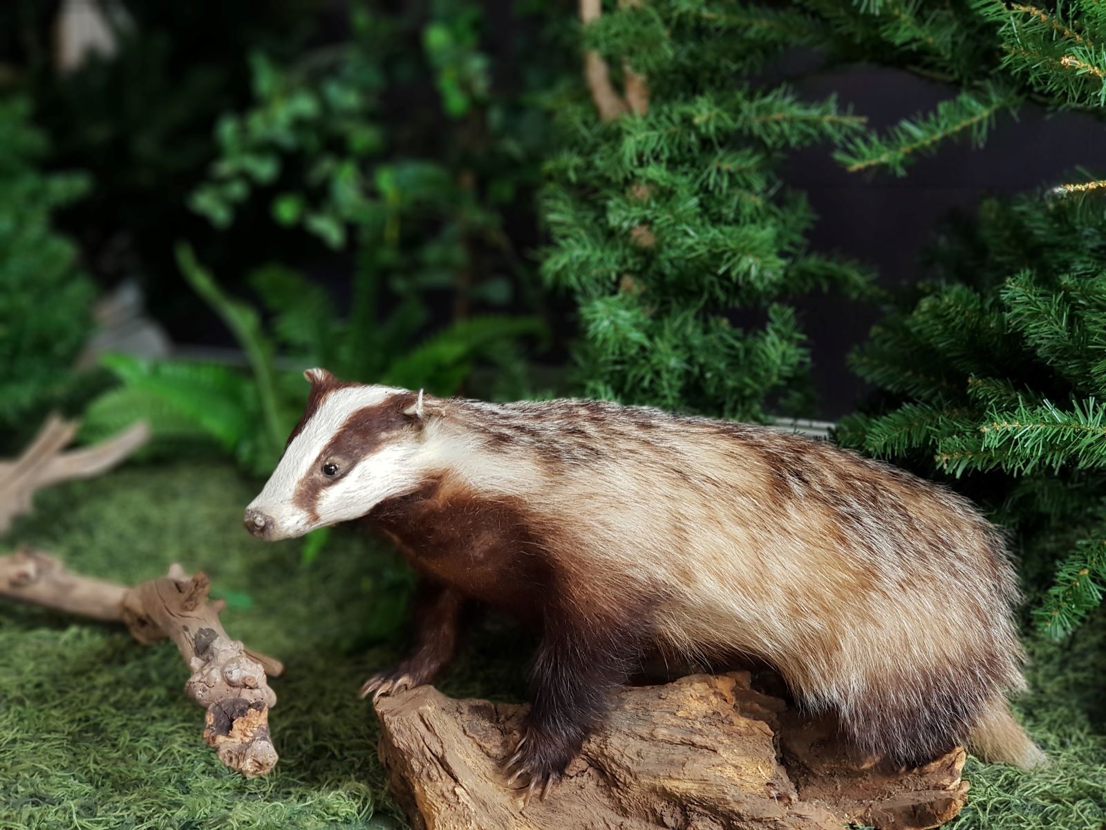 Dachs - Präparat – Bild 3