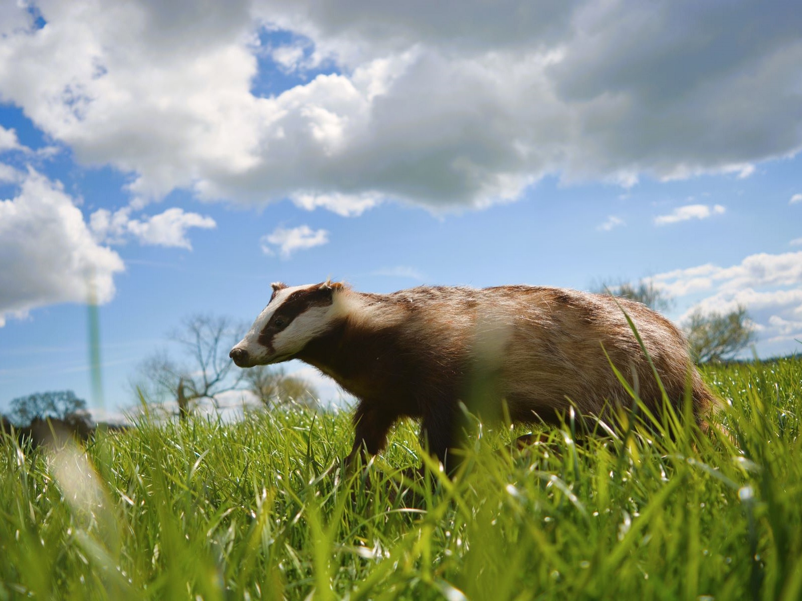 Dachs - Präparat – Bild 2