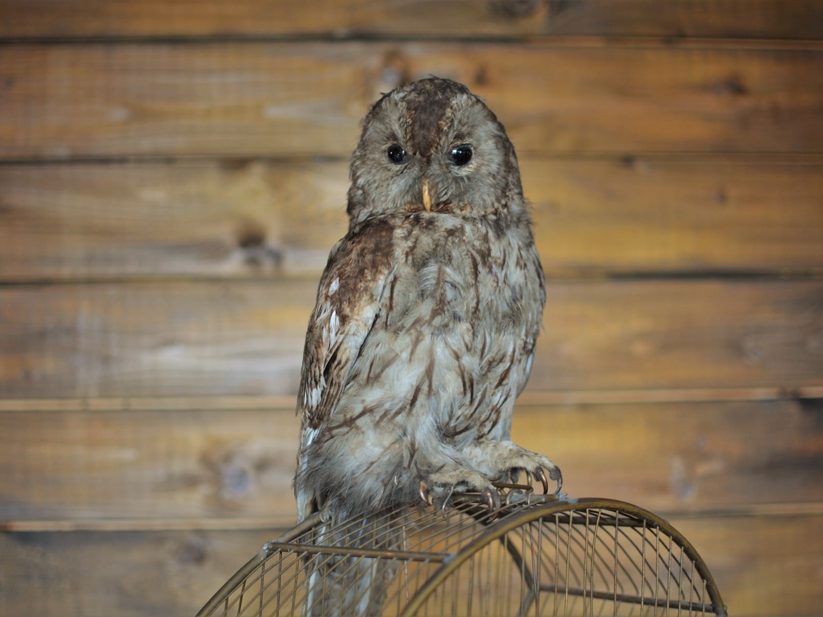 Eule - Präparat ∗ No.1