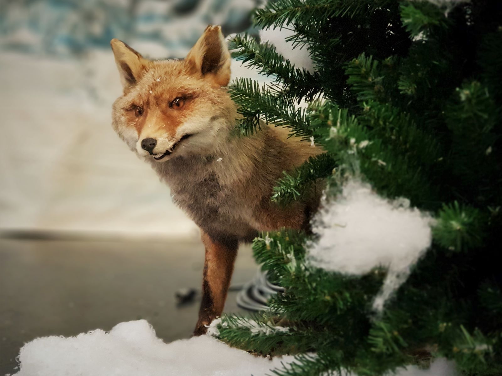 Fuchs laufend- Präparat ∗ No.2 – Bild 3