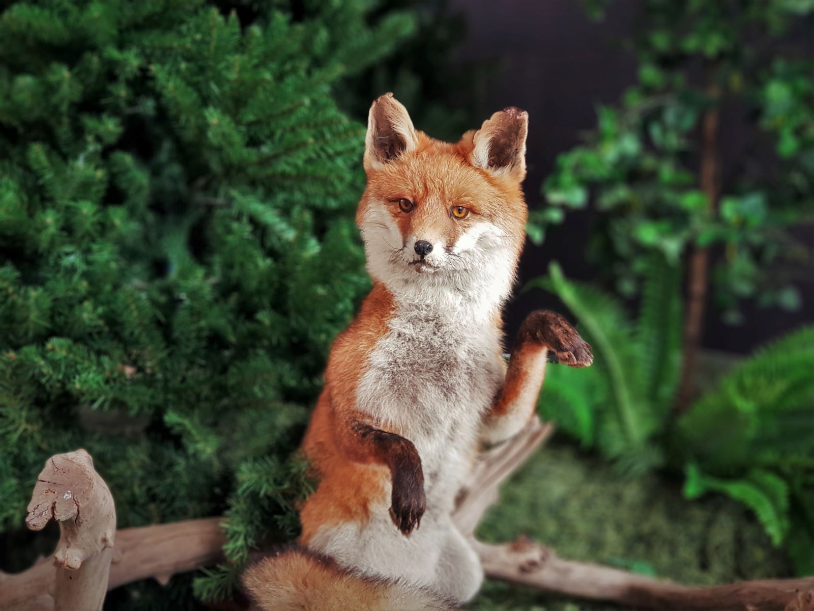 Fuchs sitzend - Präparat ∗ No.1 – Bild 3