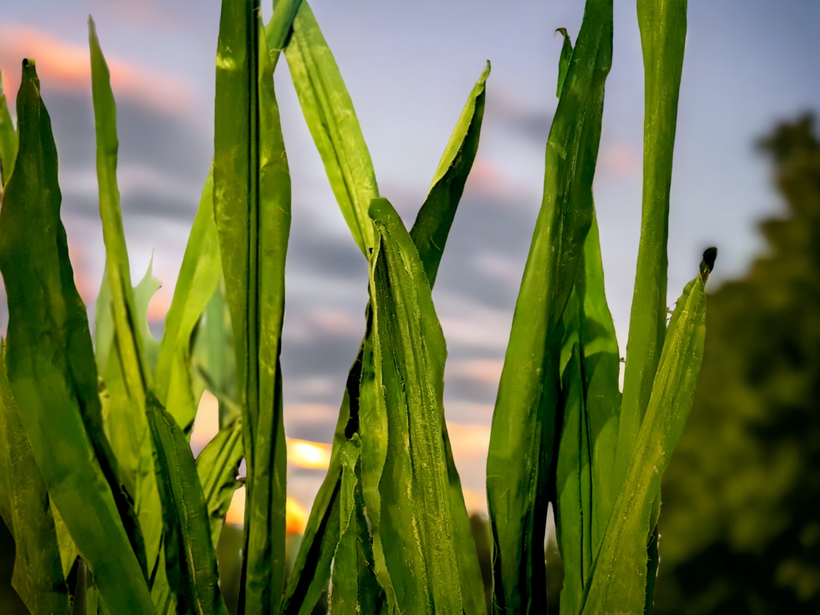 XXL Gras ∗ No.2 – Bild 2