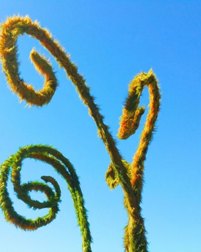 XXL Gras - Wonderland Gras ∗ No.3