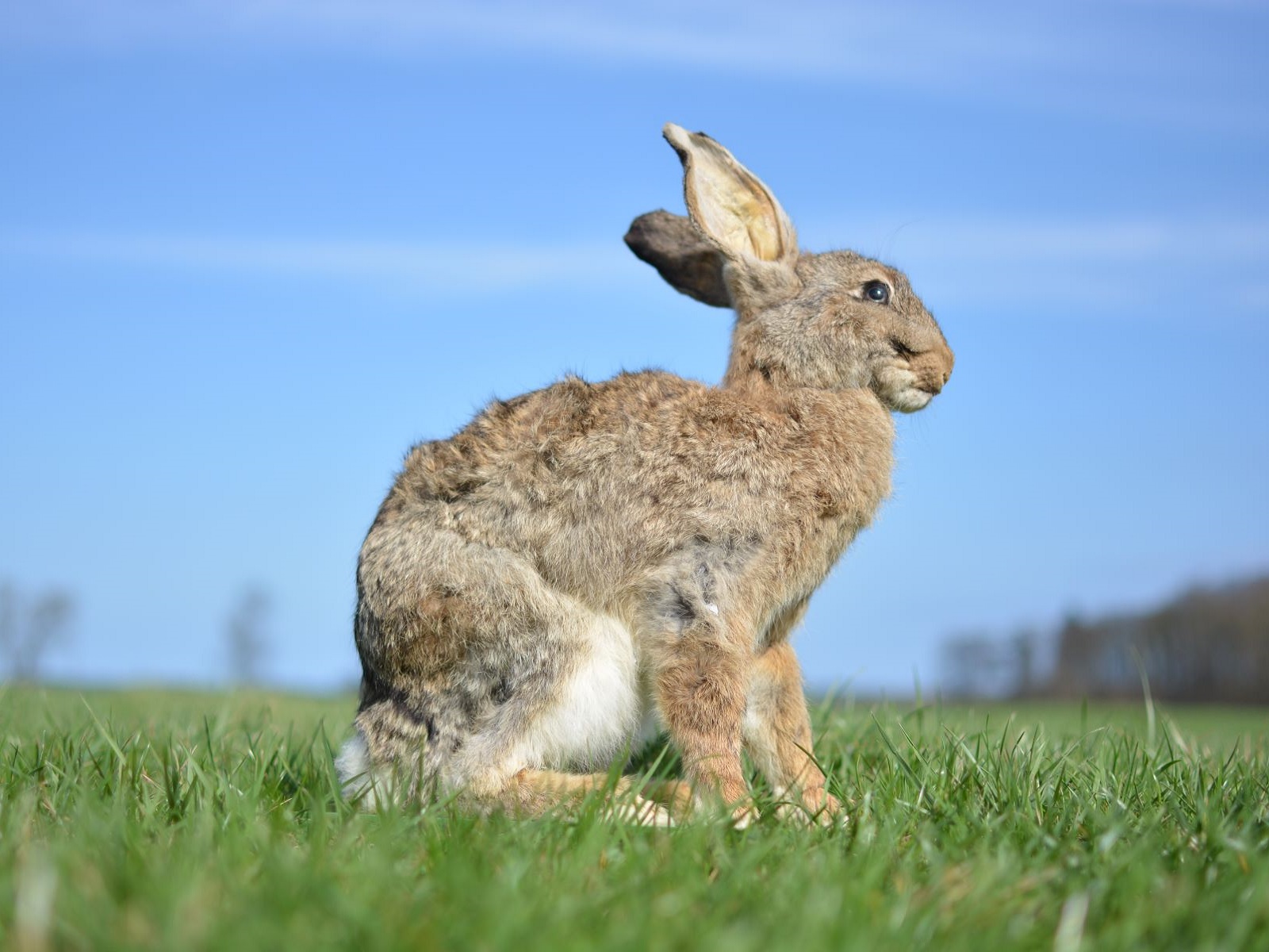 Hase - Präparat ∗ No.7 – Bild 2