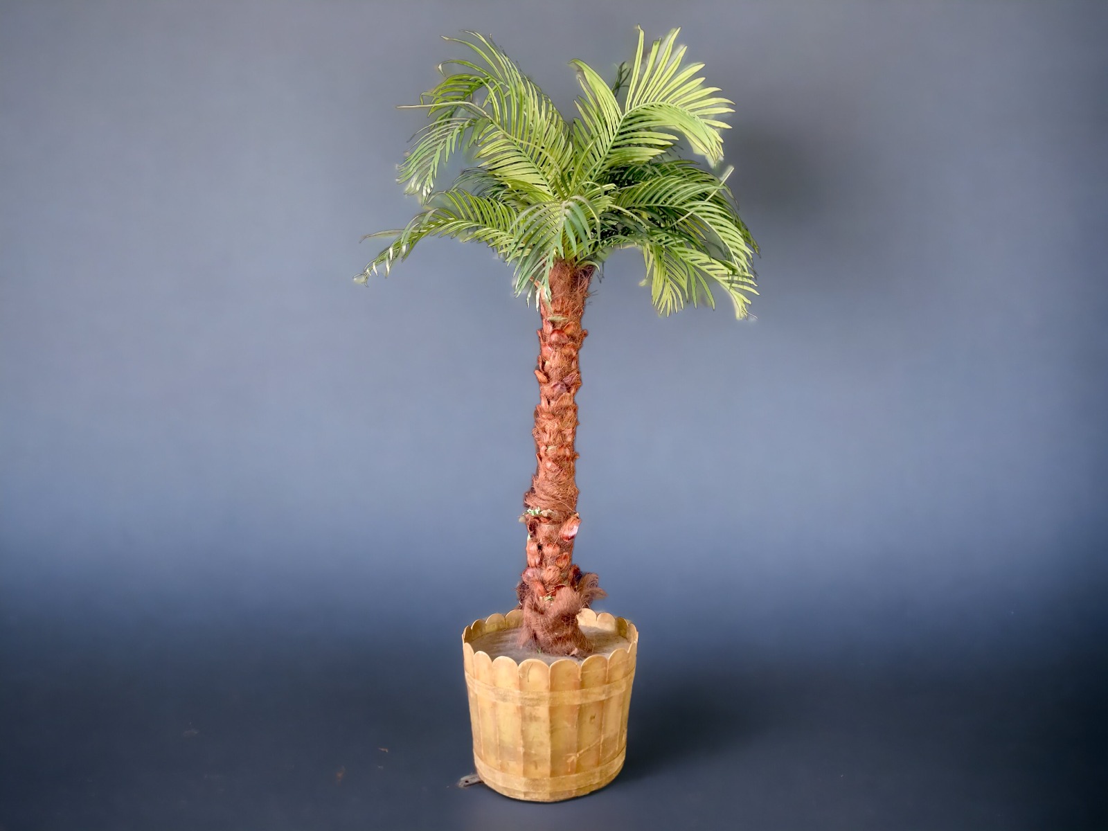 Palme - Kokospalme im Topf ∗ No.7