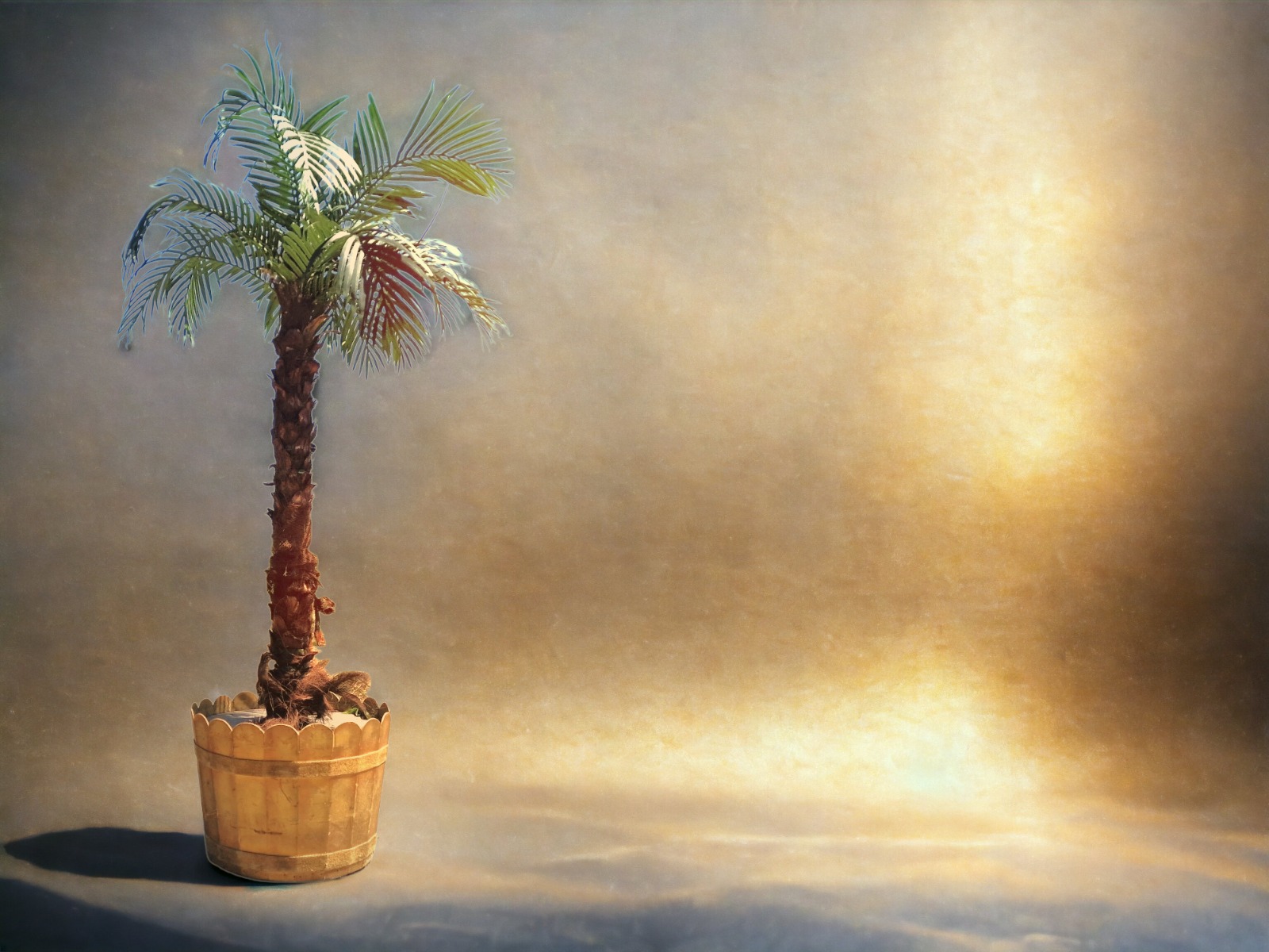 Palme - Kokospalme im Topf ∗ No.7 – Bild 2