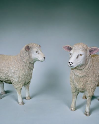 Miete Schafe