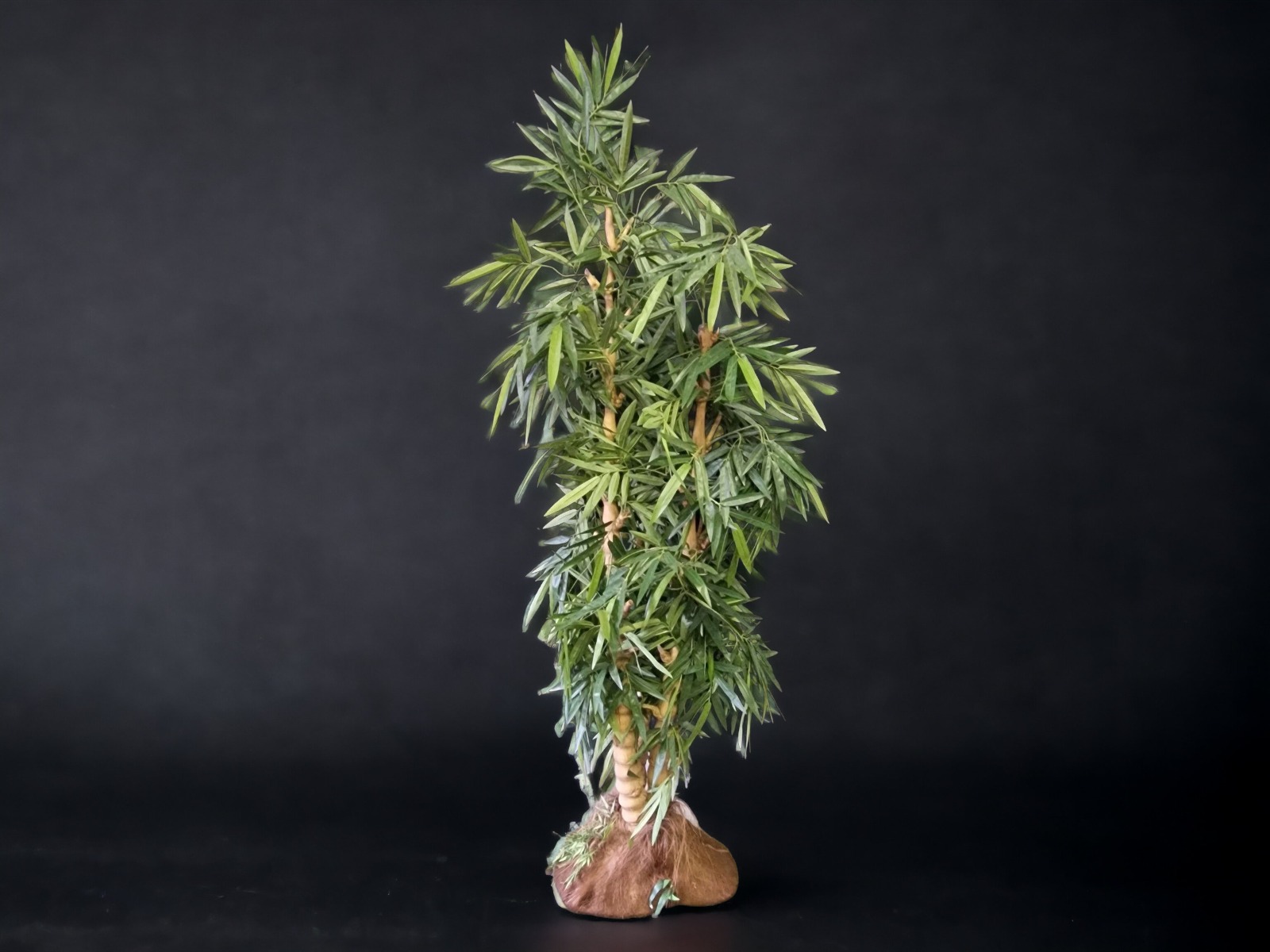 Bambus Pflanze ∗ No.3