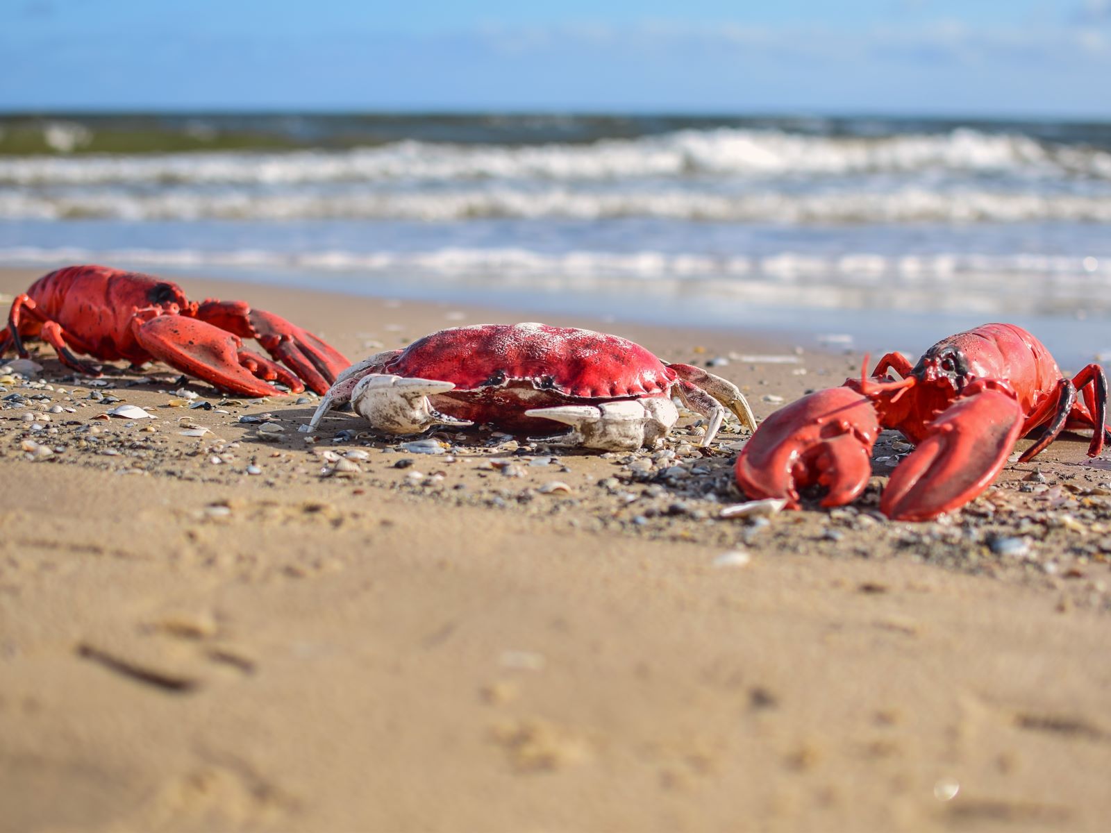 Krabben / Hummer