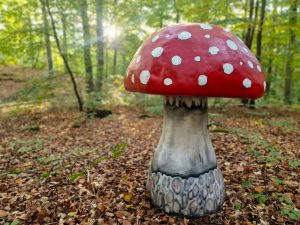 Wonderland Pilze