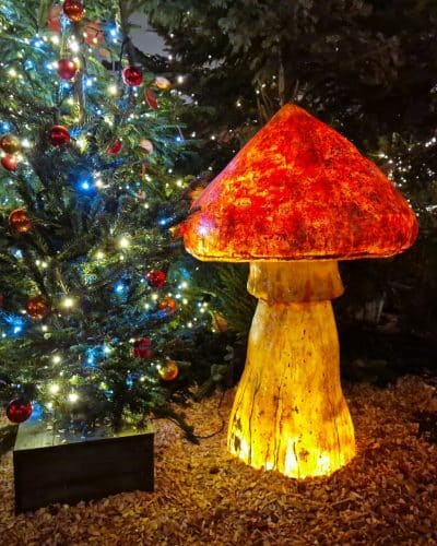 Pilz beleuchtet Beleuchteter Pilz