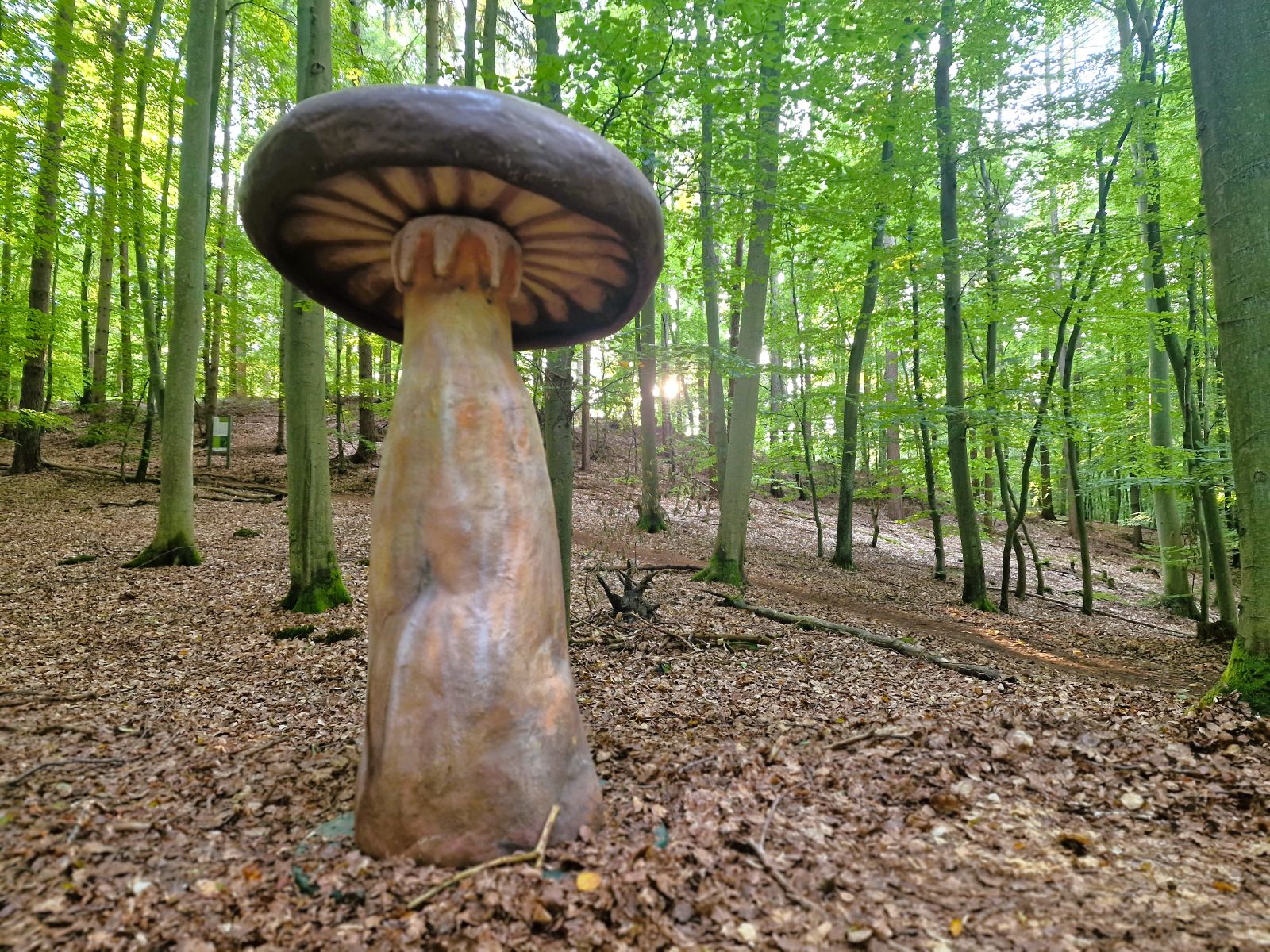 Pilze für Events mieten