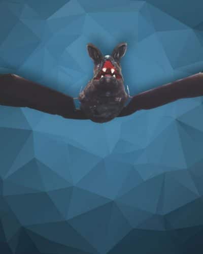 Halloween Fledermaus