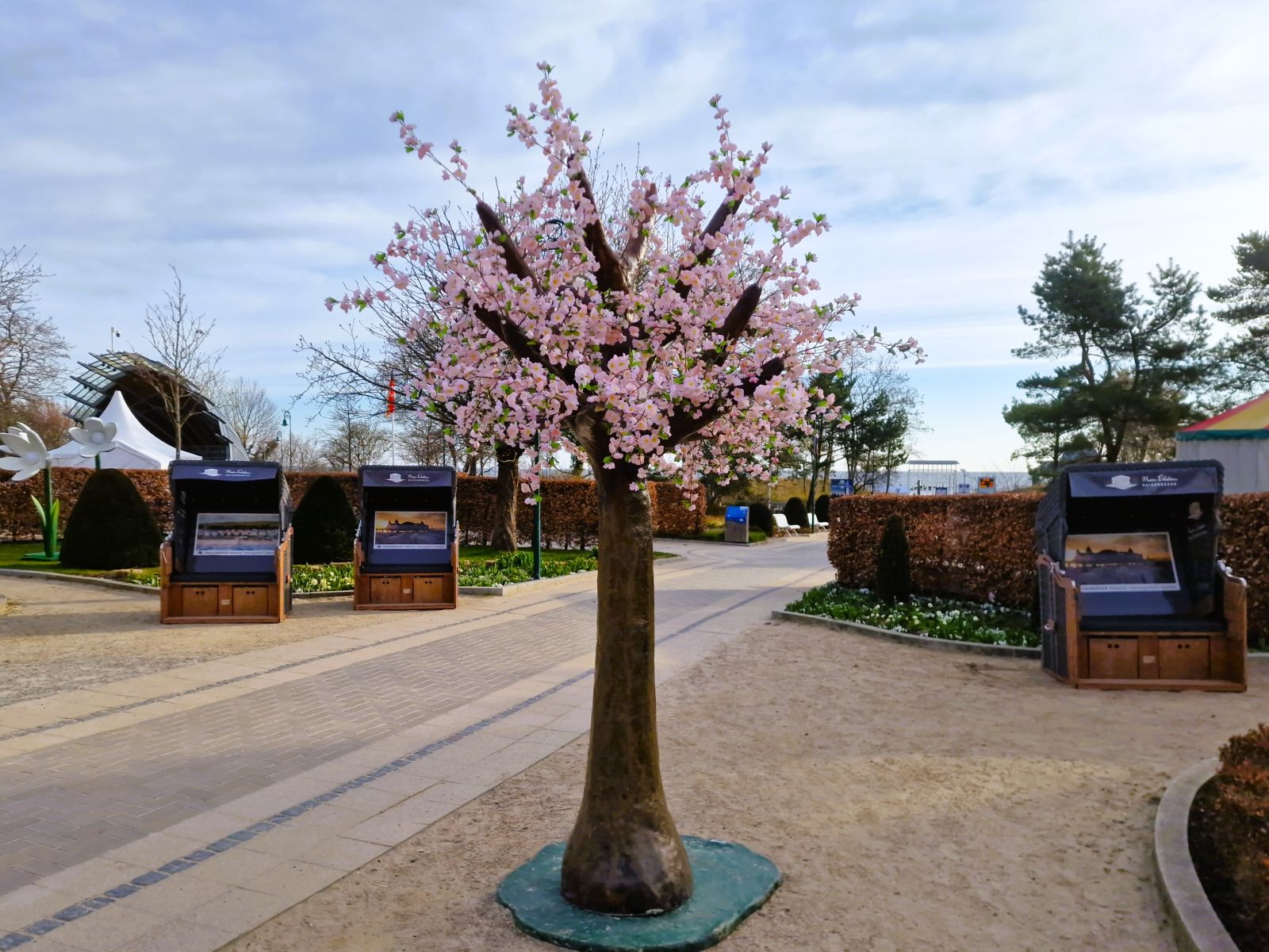 Kirschblüten Baum mieten