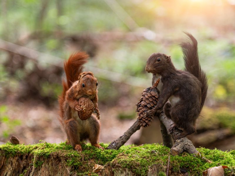 Präparat Eichhörnchen