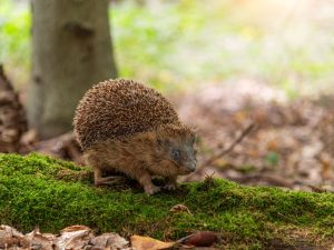 Igel Ausgestopft