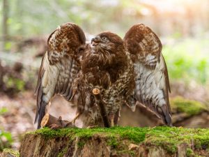 Präparat Mäusebussard