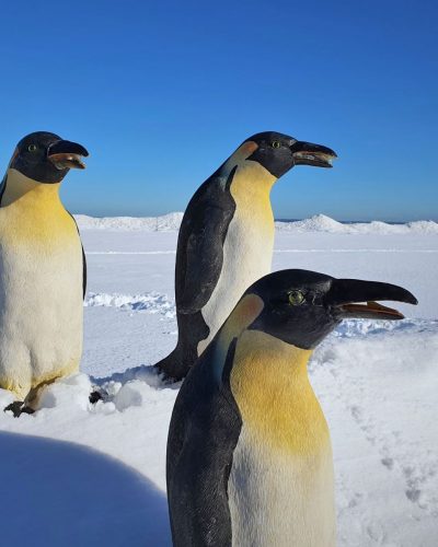 Miete Pinguine