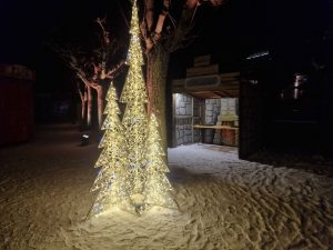 Beleuchtete Tannenbäume