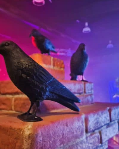 Krähen mieten Halloween