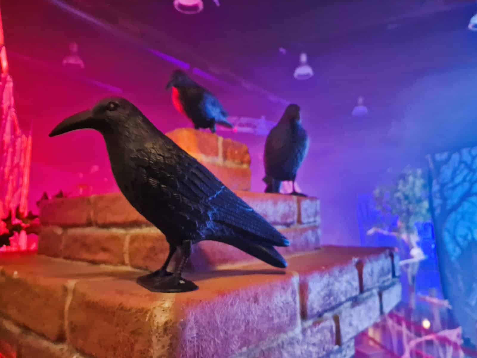 Krähen mieten Halloween
