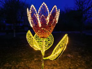 Lichtblume