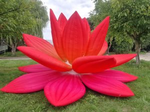 Lotus Blume Mieten