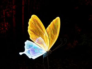 Miete Schmetterlinge zur Hochzeit