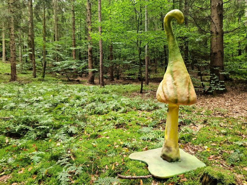 Wonderland Pilze mieten