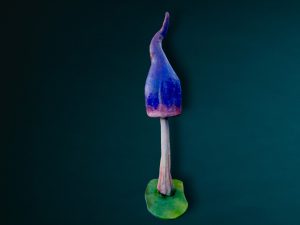 XXL Pilze mieten