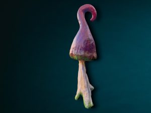 bunte Pilze mieten