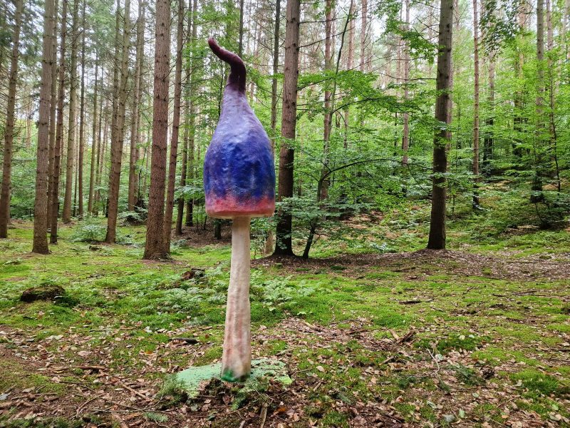 Wunderland Pilze